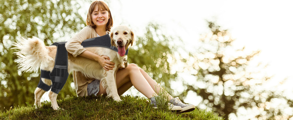 How to Choose a Good Dog Knee Brace