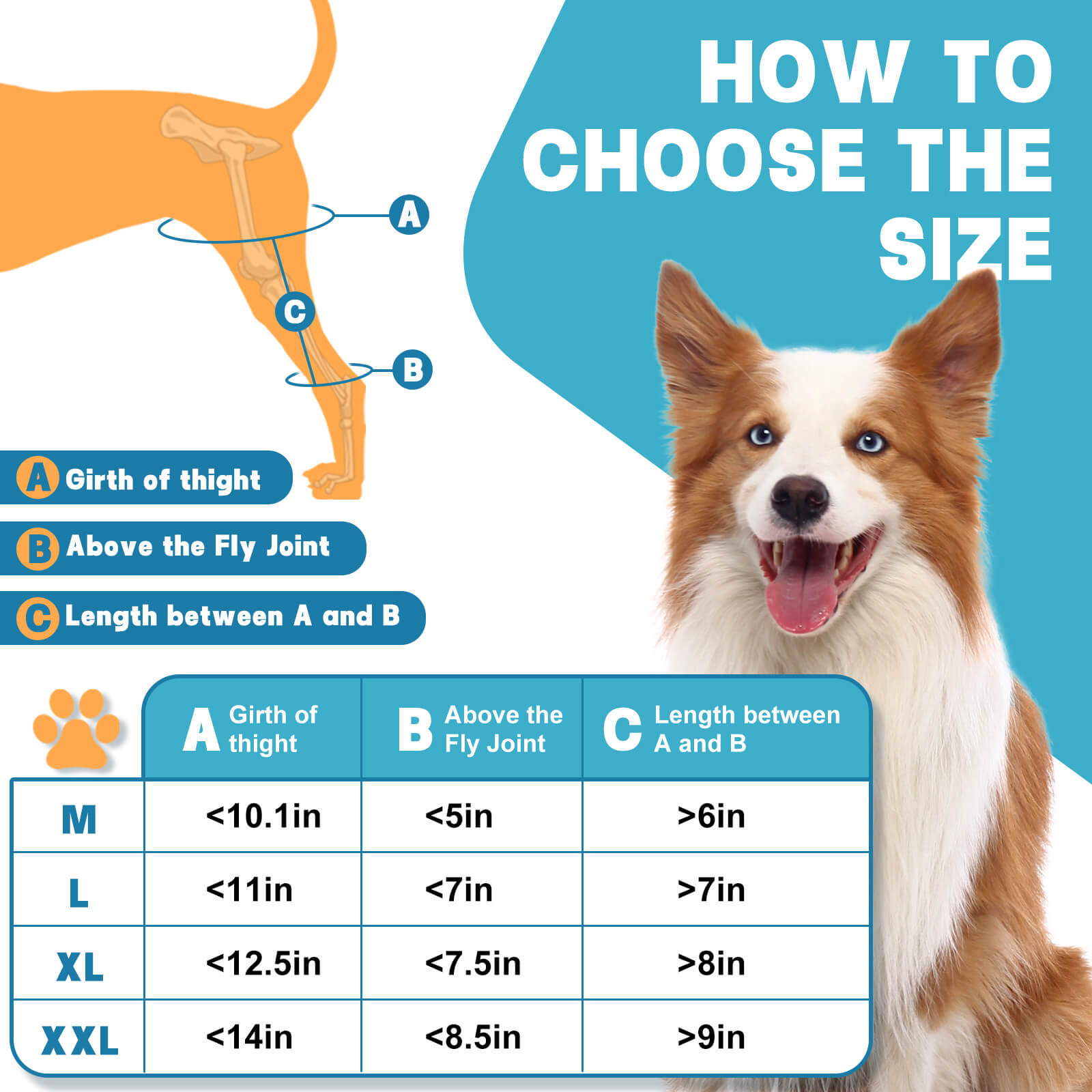 Dog Back Leg Knee Brace_size-Supet