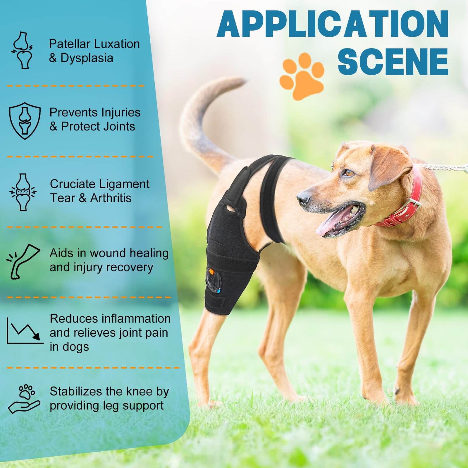 Dog Back Leg Knee Brace6-Supet