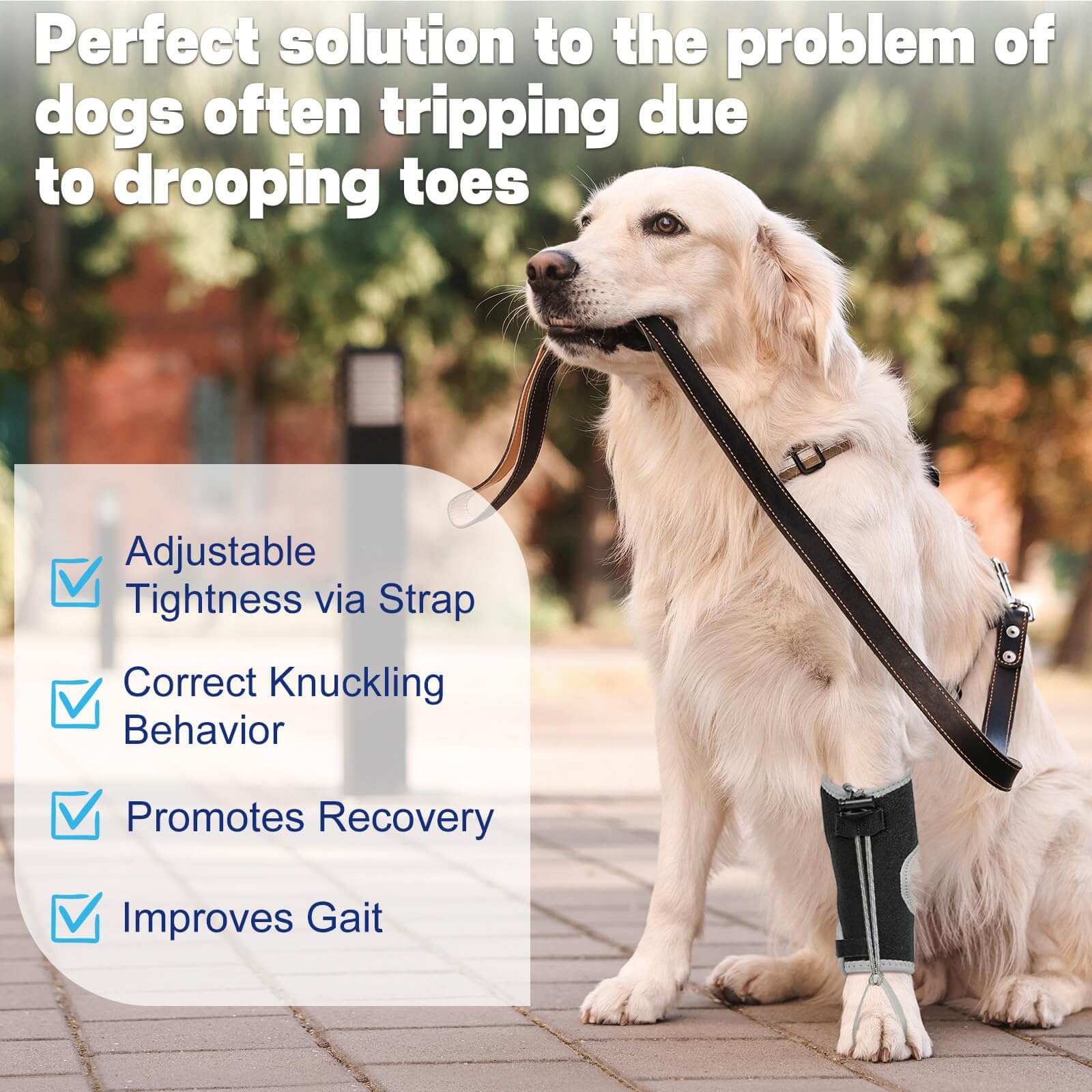 Dog Knuckling Brace6-supet