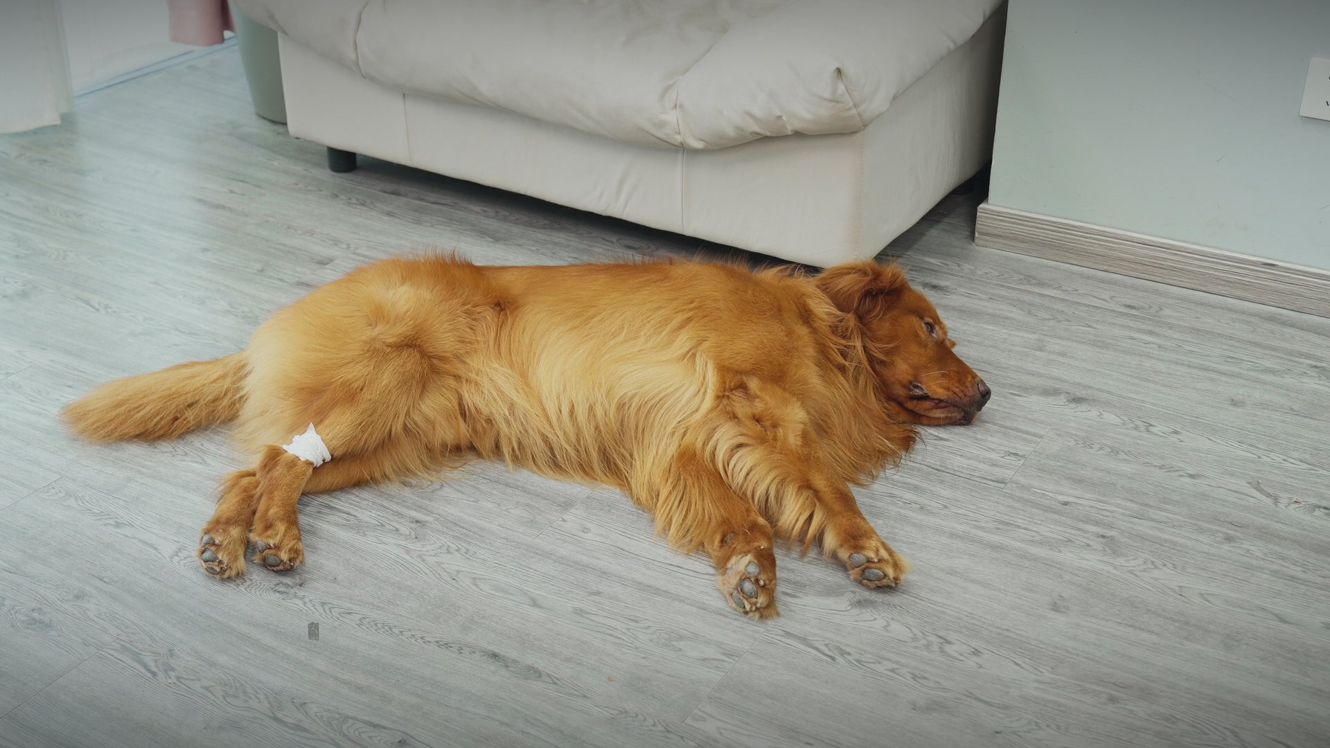 Dog Cone_video-supet