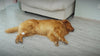 Dog Cone_video-supet