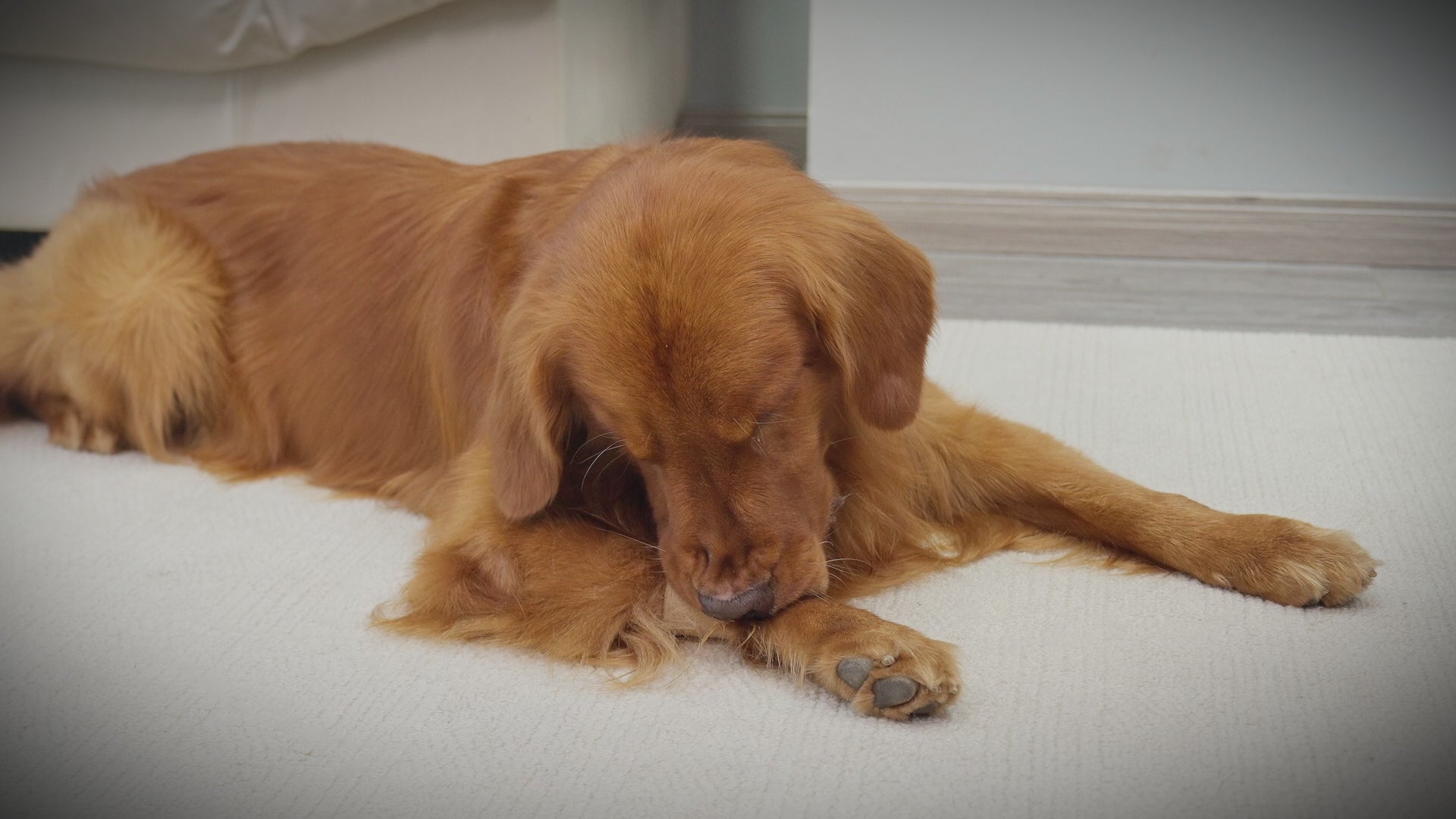 dog mesh cone_video-Supet