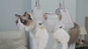 cat grooming hammock_video-supet