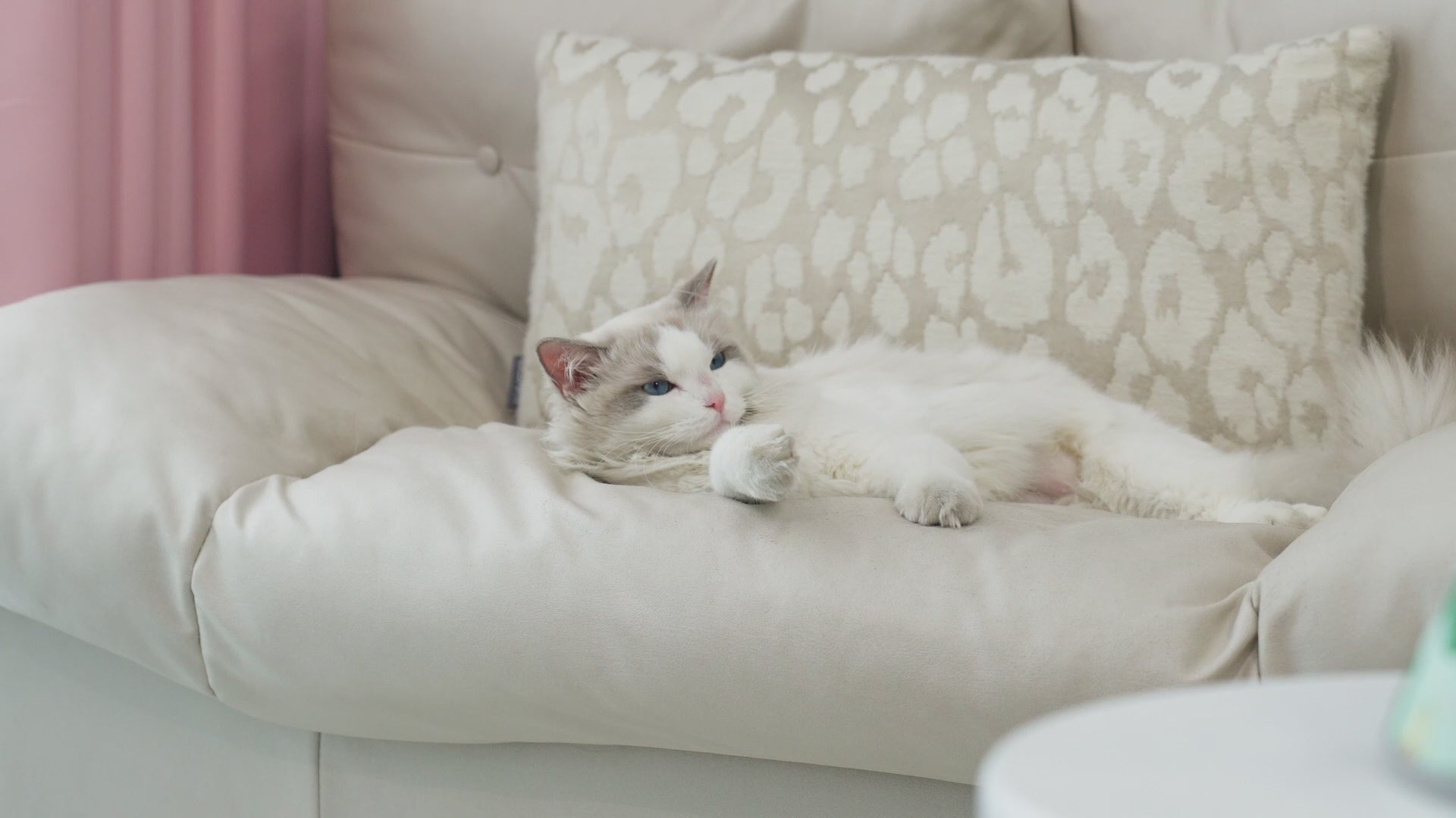 Soft Cat Cone_video-Supet