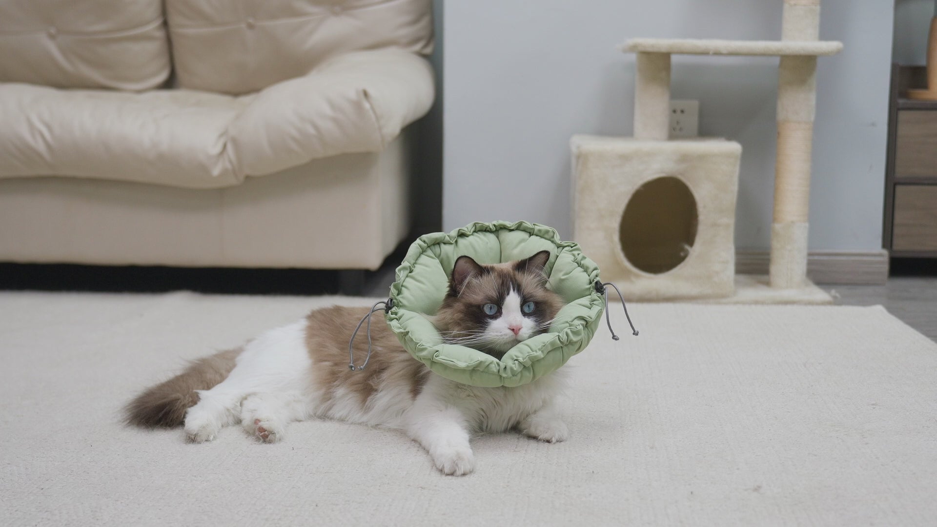 Waterproof cat cone_video-Supet