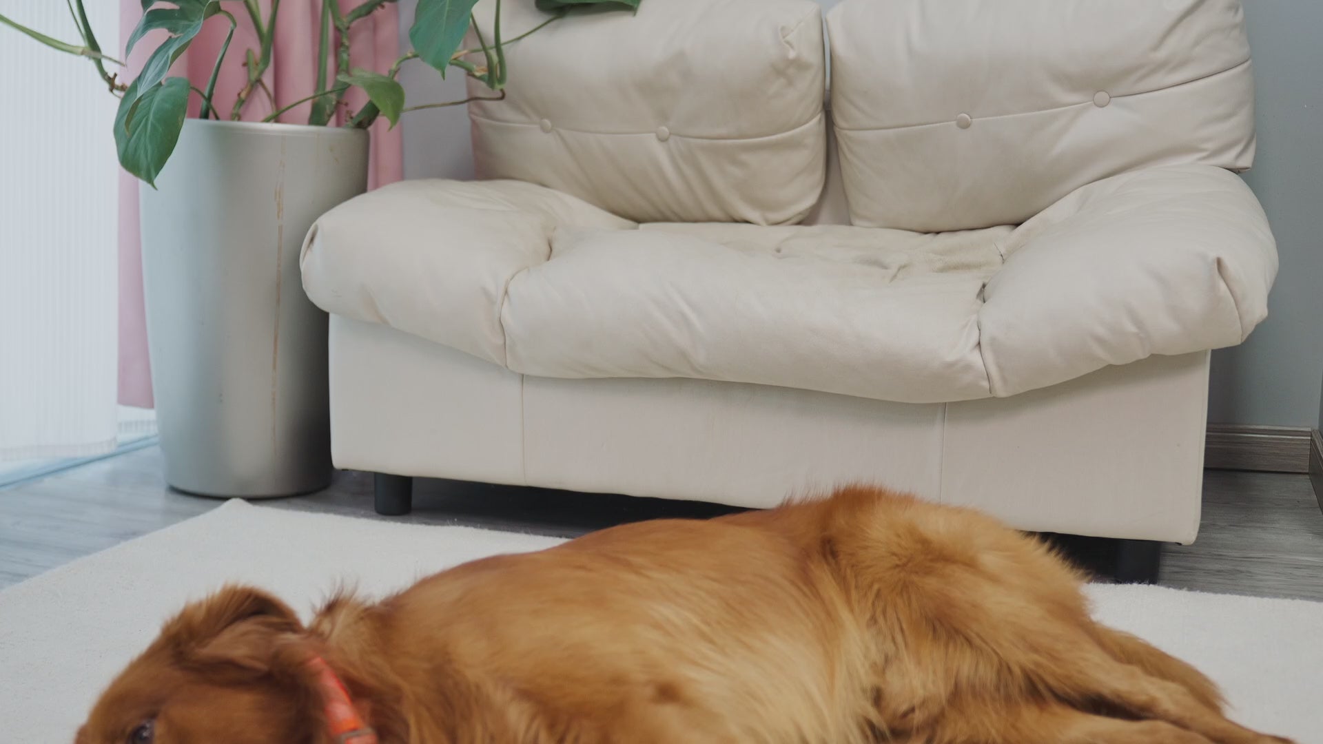 Mesh Dog Collar with Detachable Pad_video-supet