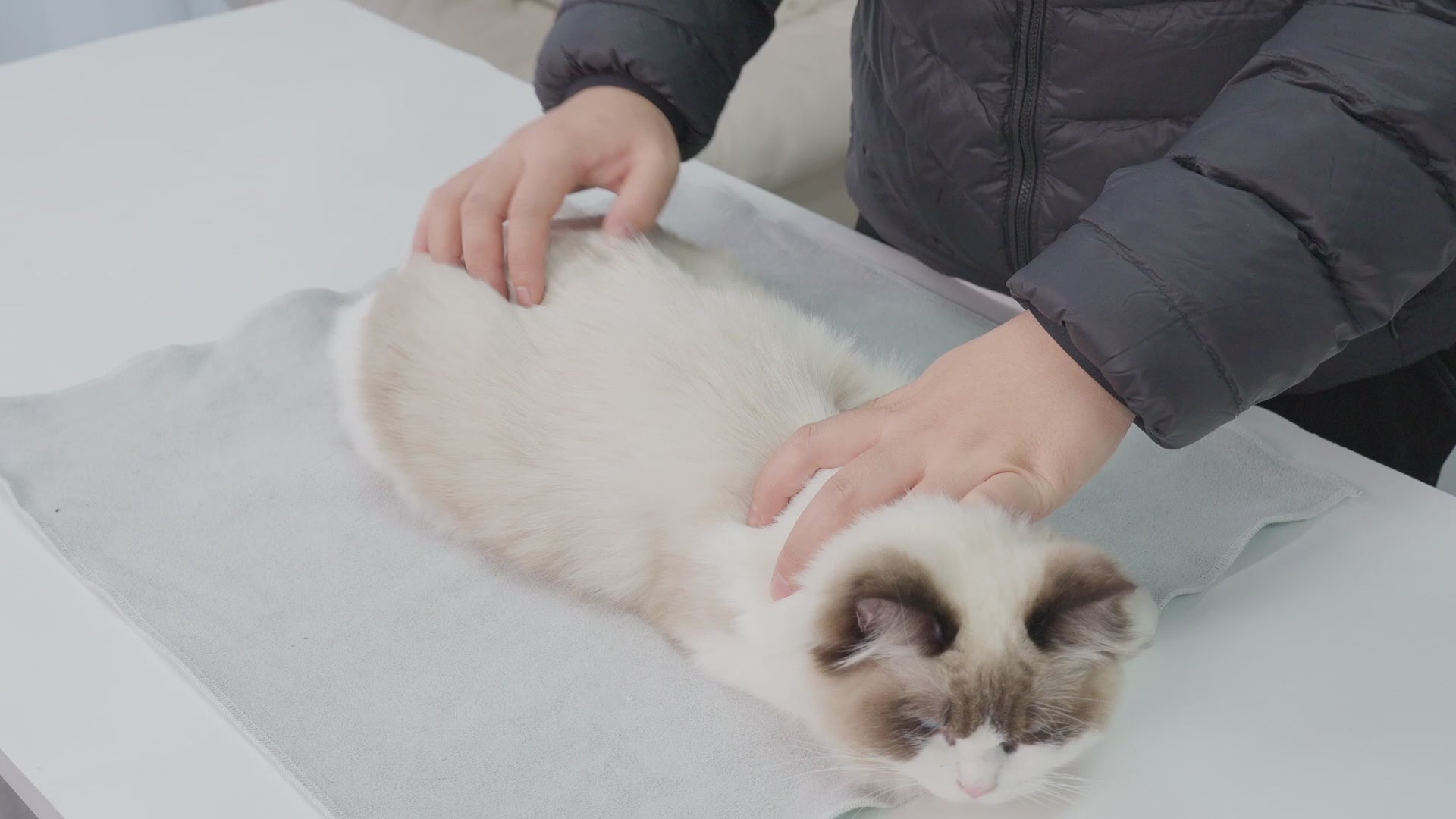 Cat Wrap_video-Supet