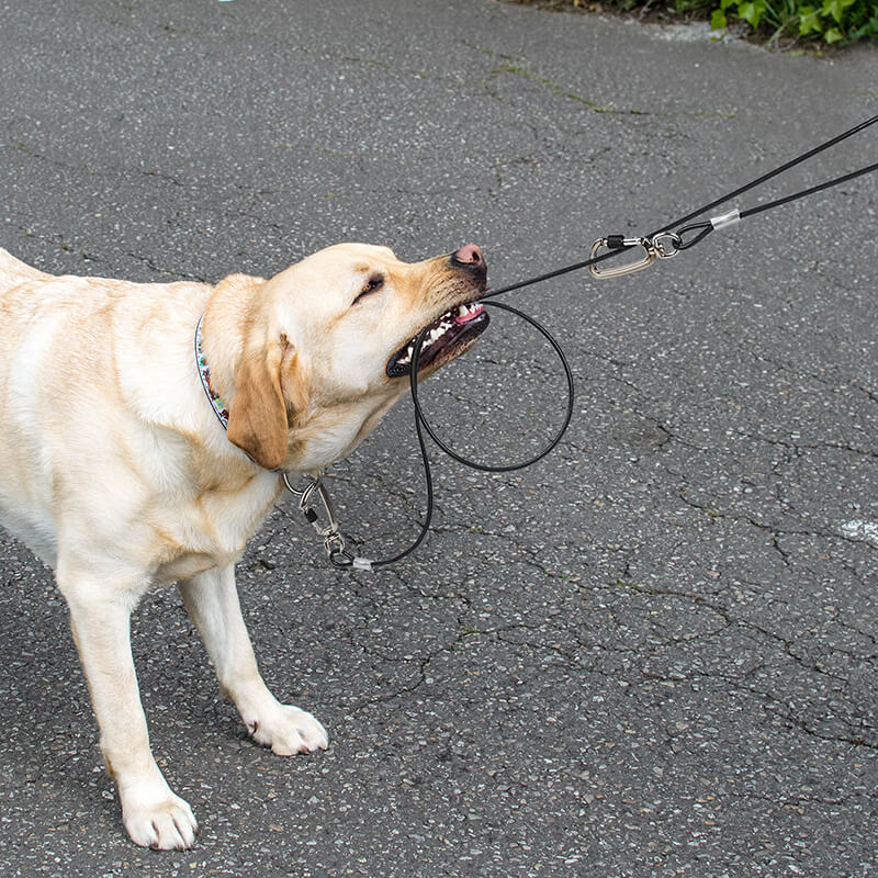 Dog Tie Out Cable and Stake set-Supet