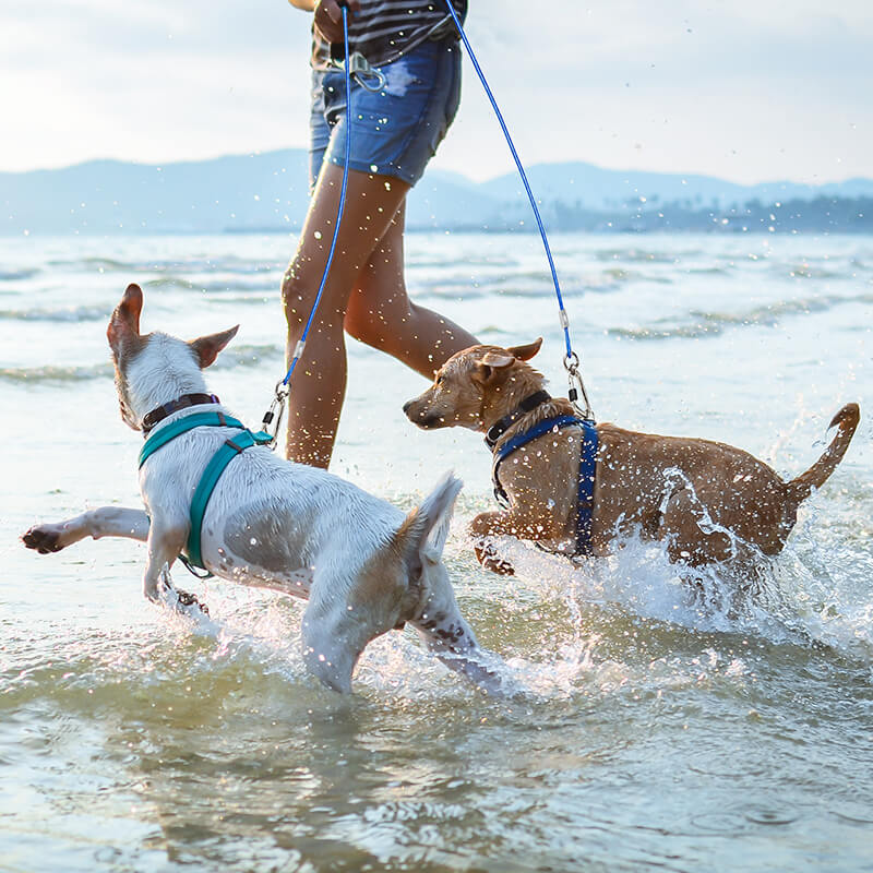 Dog Tie Out Cable and Stake set-Supet