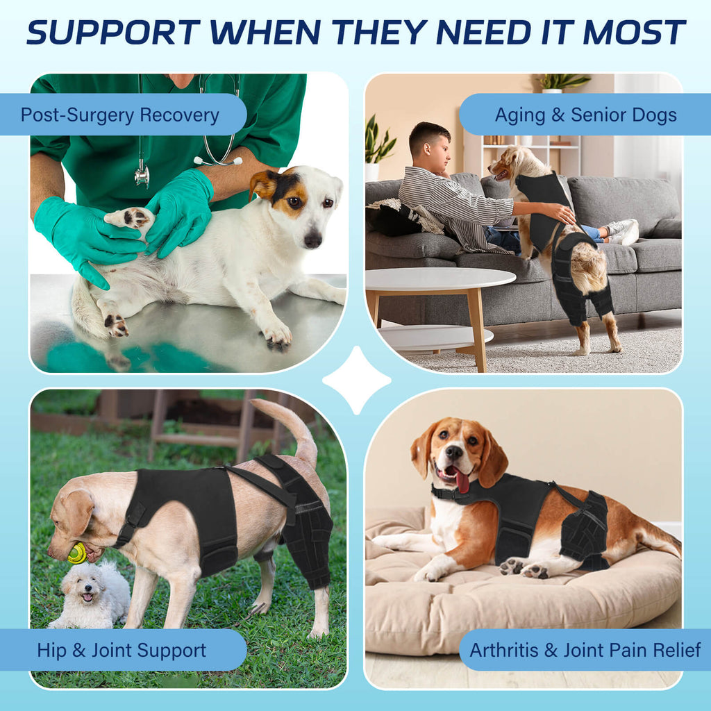 dog double knee brace_6-supet