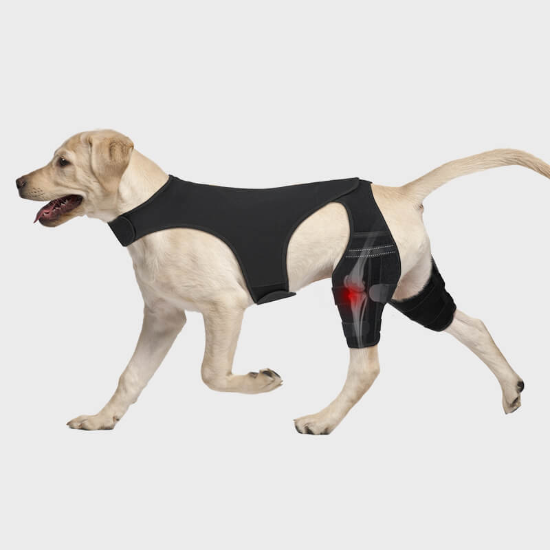 dog knee brace_m-supet