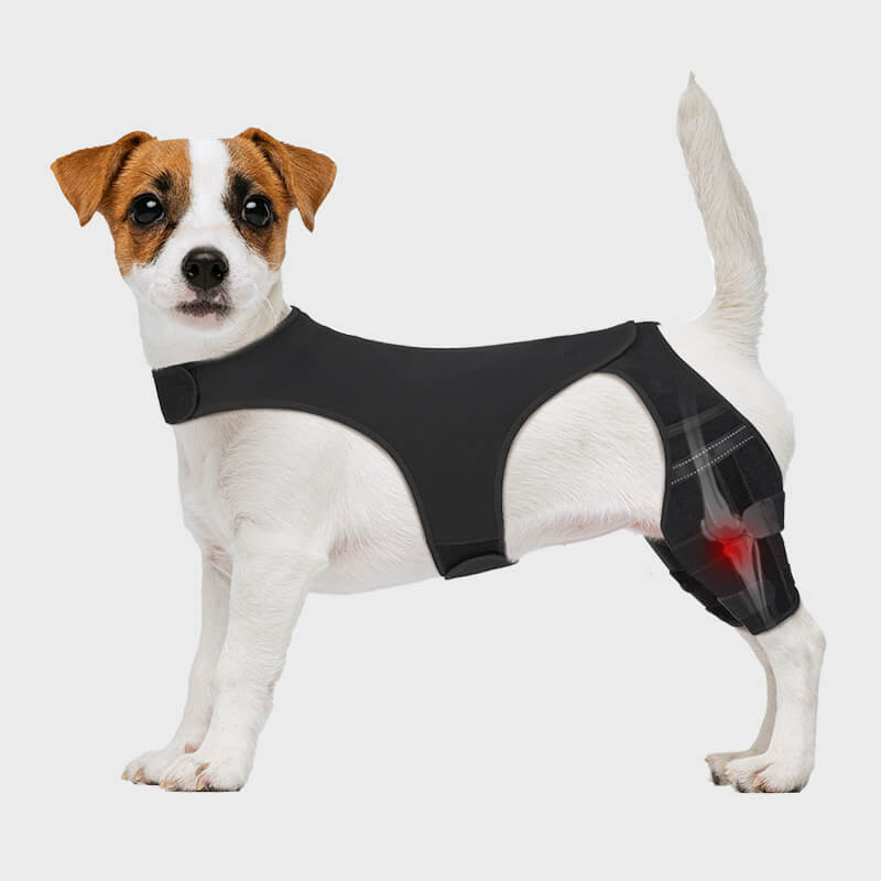 dog knee brace_s-supet