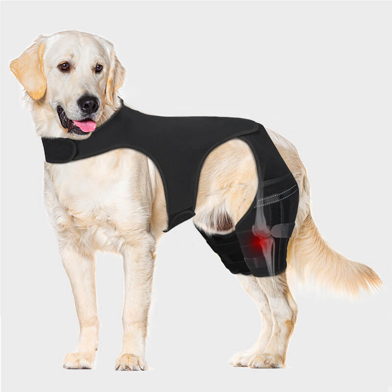 dog knee brace_xl-supet