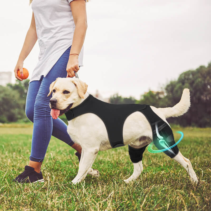 dog knee brace7-supet